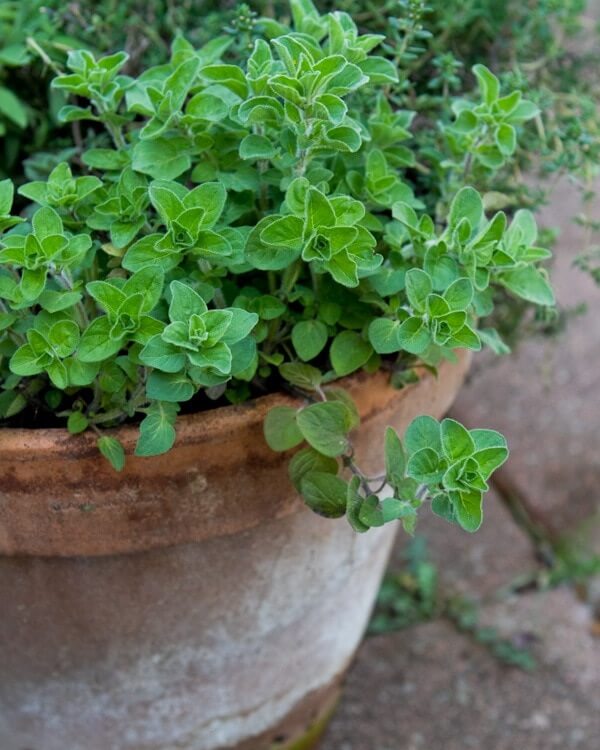 Fresh oregano