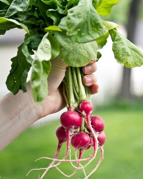 Bunch of radishes