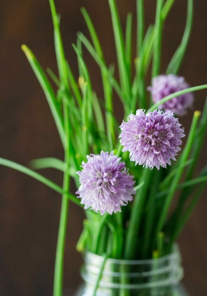 Chive flowers | Are chive flowers edible?