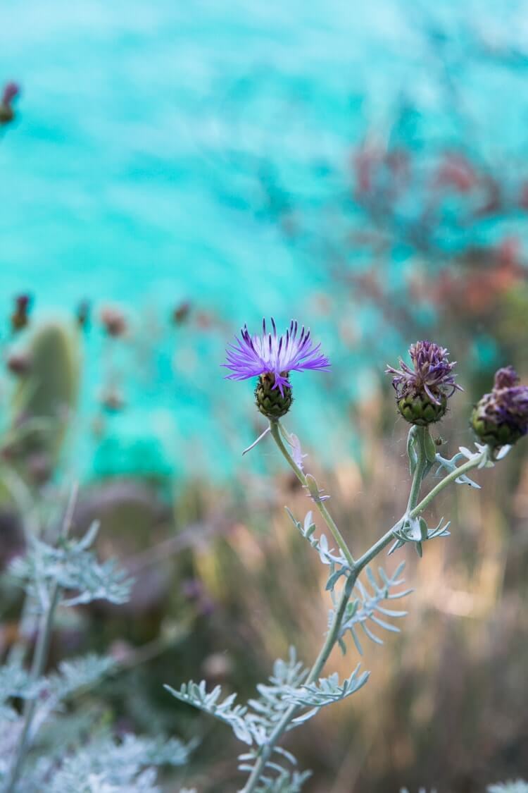 Amalfi Coast Italy | Thistle and Mediterranean