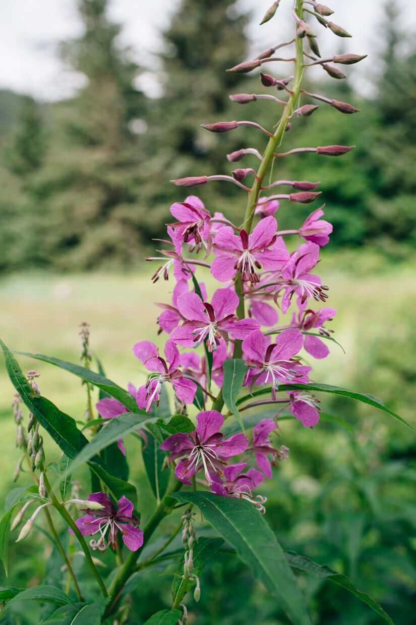 Juneau, Alaska | A Couple Cooks