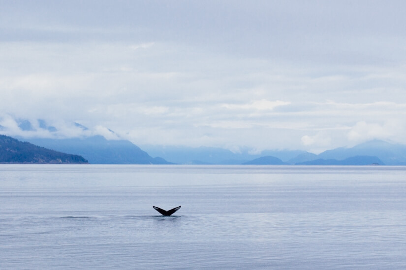 What to Do in Skagway & Glacier Bay Alaska | Glacier Bay National Park