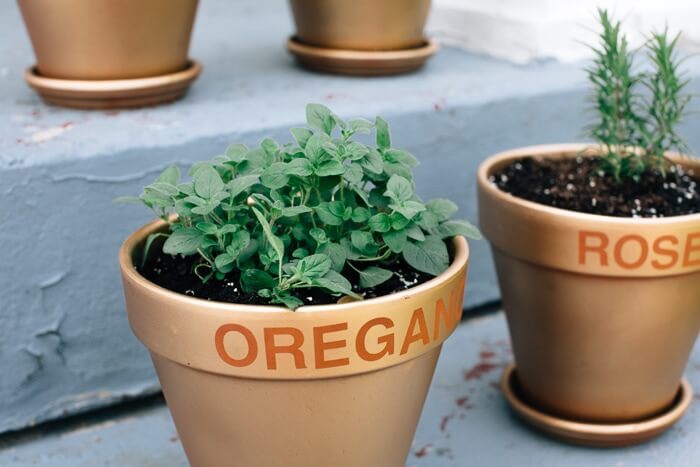 How to Grow Herbs | A Couple Cooks
