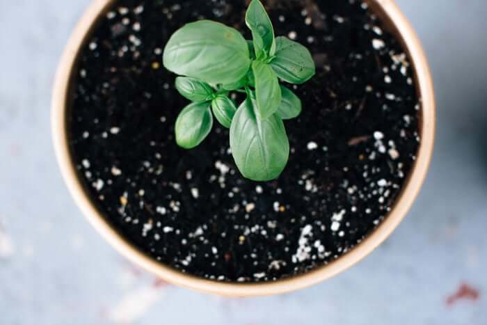 Herb and garlic salt recipe | Basil