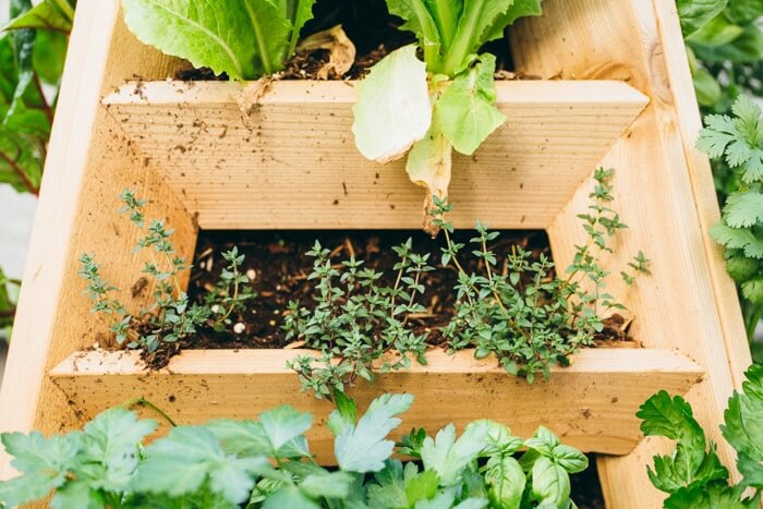 How to Grow Herbs | A Couple Cooks