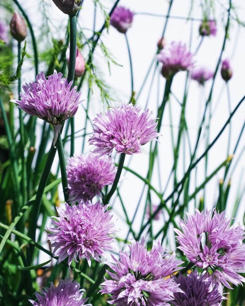 Chive flowers