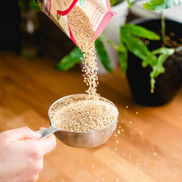 Quinoa to water ratio