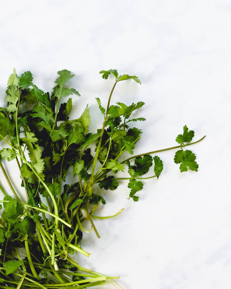 Cilantro recipes