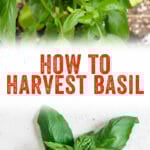 How to Harvest Basil