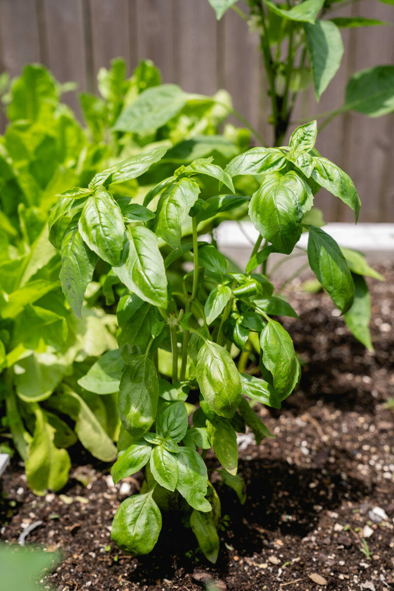 How to grow basil