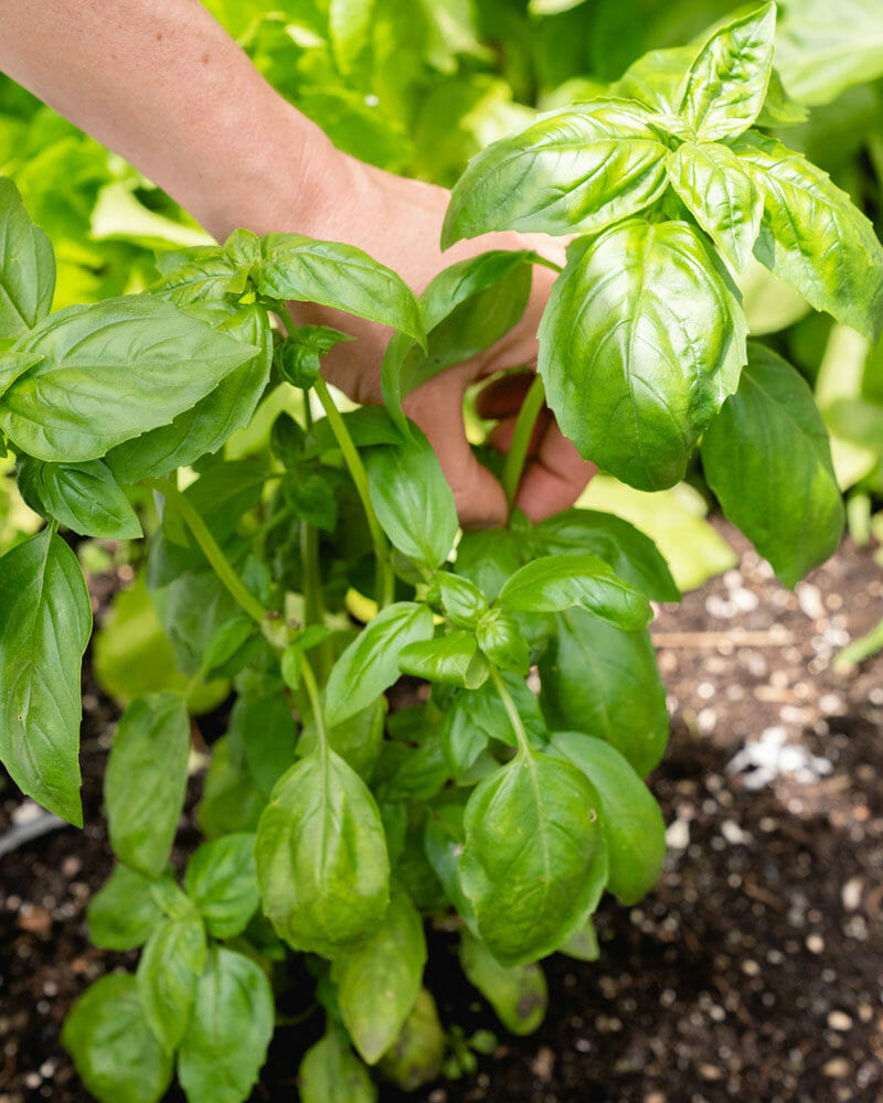 How to trim a basil plant