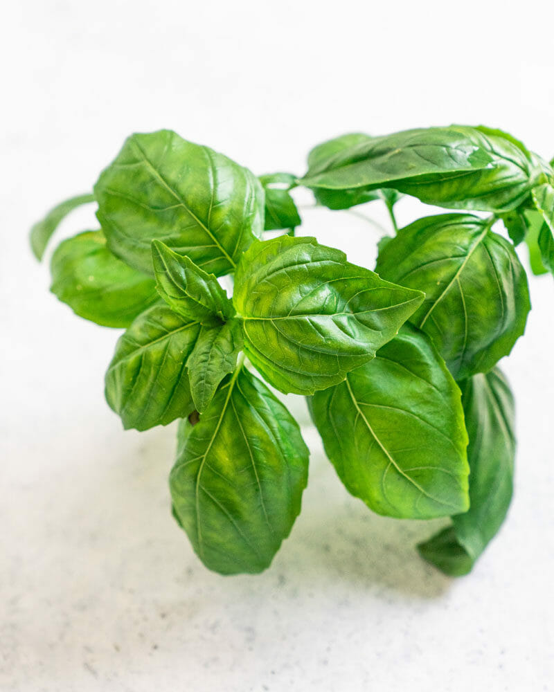 How to harvest basil