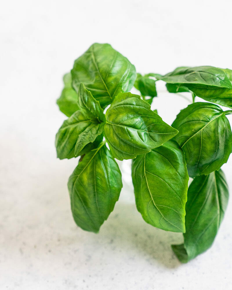 Basil
