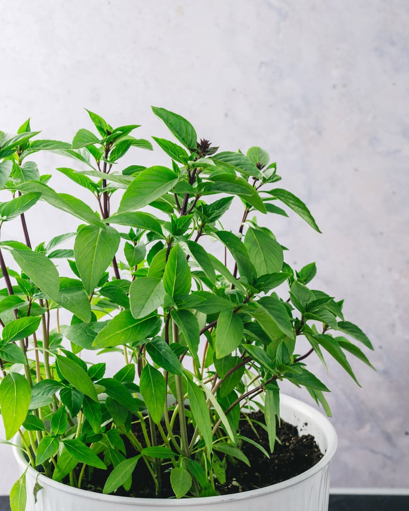 Thai basil