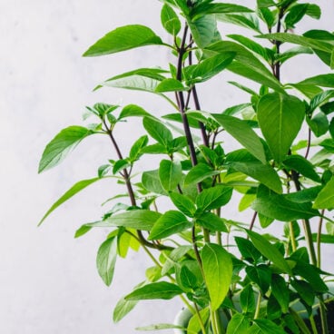 Thai Basil