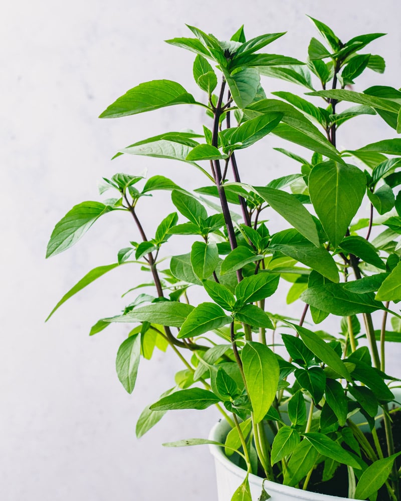Thai Basil