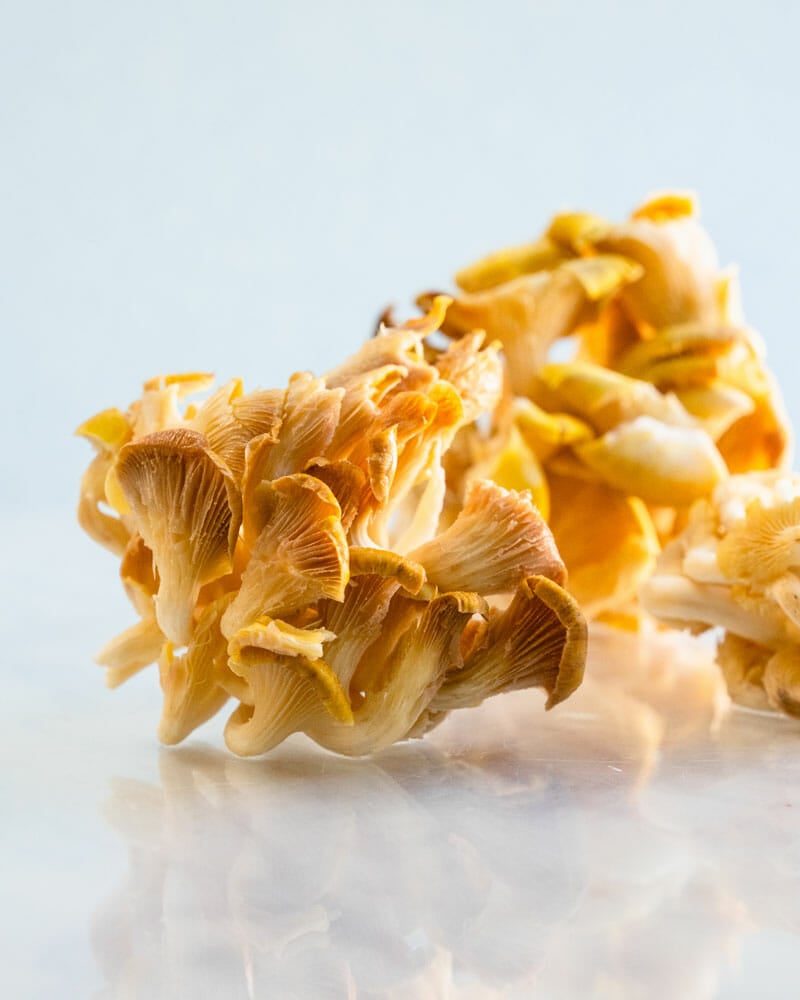 Oyster mushrooms