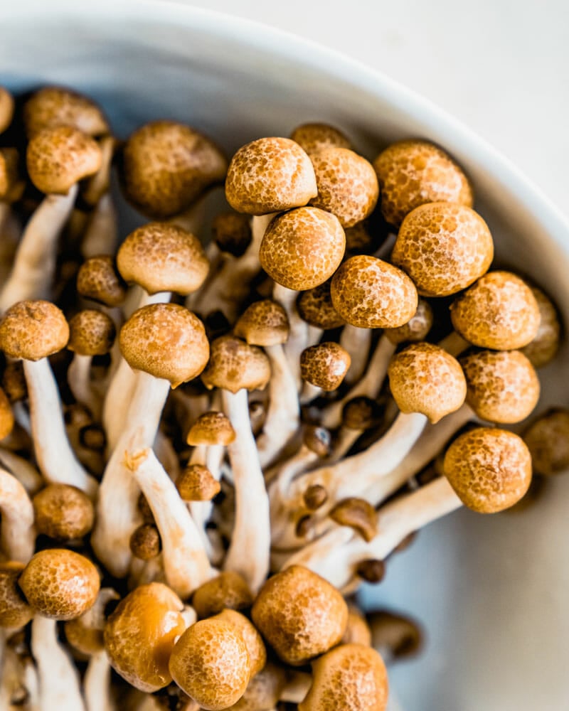 Brown beech mushroom