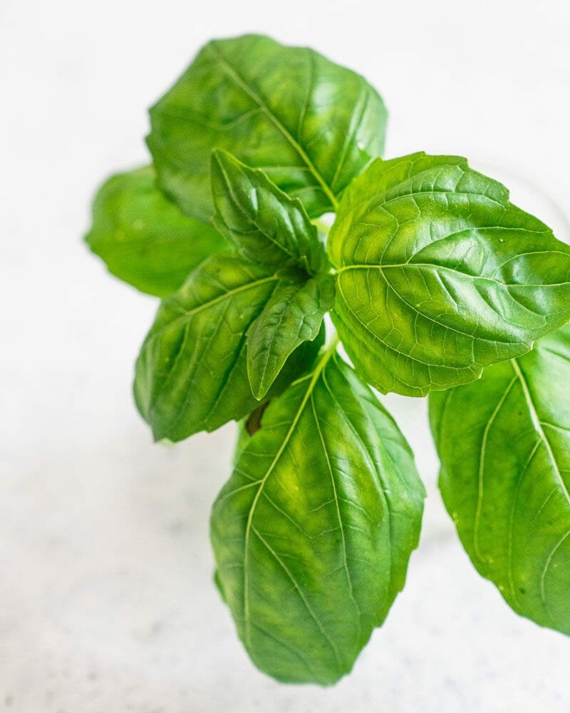 Basil